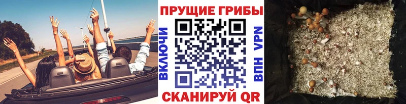 Псилоцибиновые грибы Psilocybe Туринск